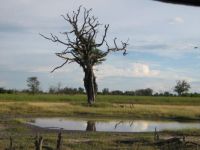 Half dead tree at waterhole