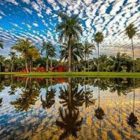 Palm Trees Reflected