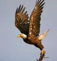 Happy American Eagle Day