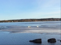 3 Swans on ice, sunbathing