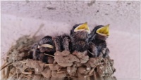 My sister's new tenants  -  Noví nájemníci mojí sestry