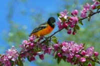 oriole with apple blossoms