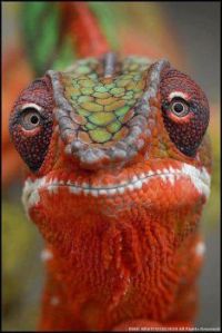 lagarto pantera