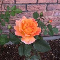 Linda's Rose