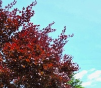 Spring Colors in Little Silver, NJ 5