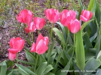 MORNING WALK – Spring Flowers - Tulips 2