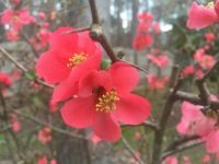 Flowering Quince