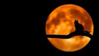 black cat on moon background