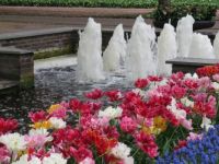 Tulips and fountains