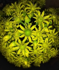 Aeonium flowers.