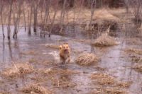 runnin' thru the marsh
