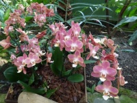Orchids in dusky pink