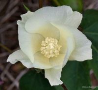 Cotton Flower for Tugman John