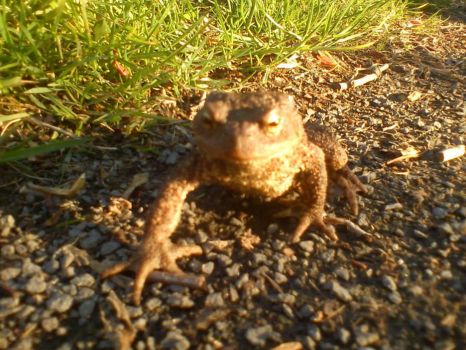 Bufo Bufo - The Common Toad - can live up to 40 years!