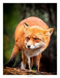 Fox by u/Norsewings