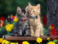 AAAAAWWWWW, PRETTY KITTIES...