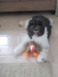 Baloo's 2nd birthday