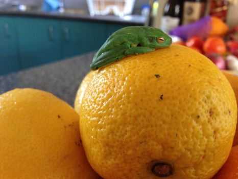 Green Tree Frog paid my fruit bowl a visit!