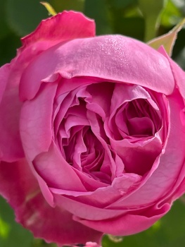 Une rose rose