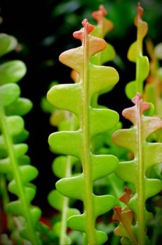 Epiphyllum anguliger ~ Fishbone cactus