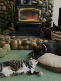 Buddy and Raven keeping warm