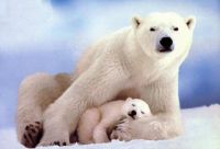polar bear and baby