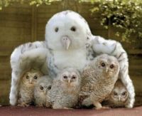 Cute Owl Family for Ginger (cinderfire)