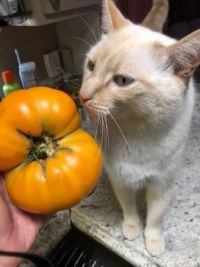 Peanut and Tomato