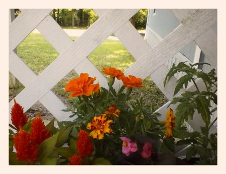 Flowers & A Tomato Plant
