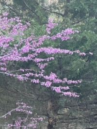 Redbud in April