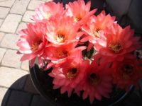 Cactus flowers gone wild!!!