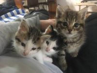 kittens