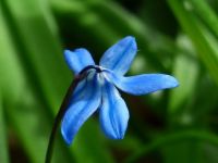 Bluebell (Mar17P22px)