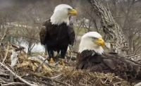 Decorah Eagles.jpg