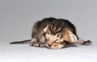 6-day-old Oriental Shorthair kitten by Felinlove