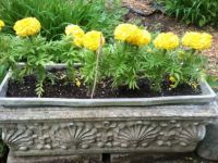 Jumbo Marigolds