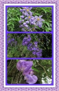 Purples In My Garden. Larger.