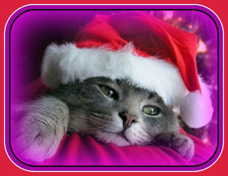 The Purrrfect Pet for a Pinknblack Christmas