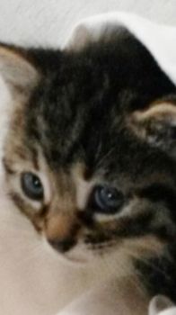 This Baby Kitty was born on May 31, 2016