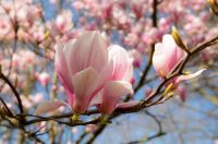 Magnolia_Spring_Closeup_Branches_Pink_color_572548_1280x851