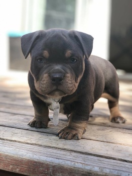 Blue nose Pitbull Jigsaw Puzzle