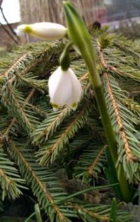 Bledule jarní (Leucojum vernum)