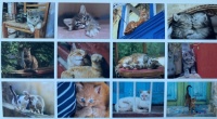 Cats