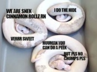 Cinnamon Roll Snakes :)