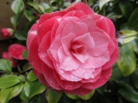 Camellia flower close up