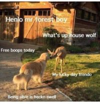 Free Boops Today