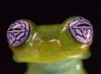 The absolutely Mesmerizing Eyes of the Ghost Glass Frog