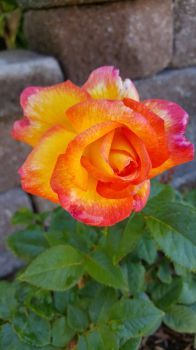 Bright and Cheerful