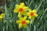 Sunny Daffodil Faces