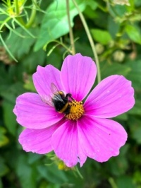 Visitor